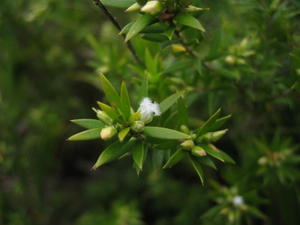 Leucopogon parviflorus flower