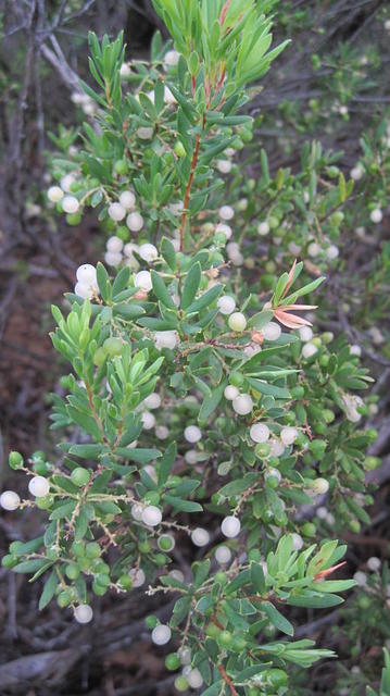 Leucopogon parviflorus fruit