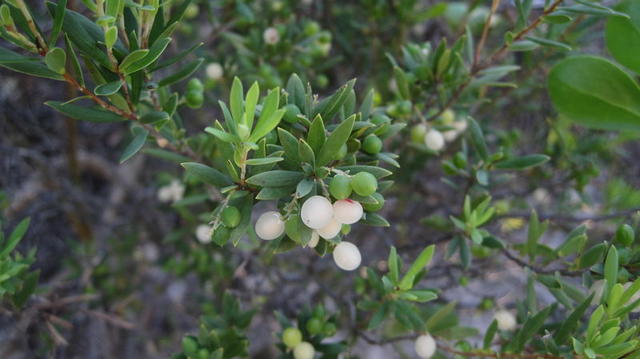 Leucopogon parviflorus ripe fruit