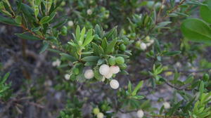 Leucopogon parviflorus ripe fruit