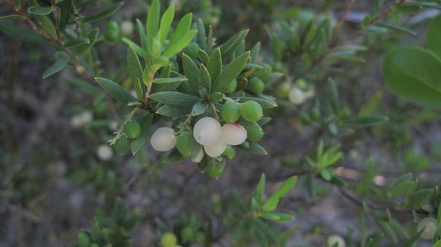 Leucopogon parviflorus ripe and unripe fruit