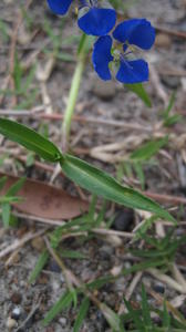 Commelina cyanea flower and leaf