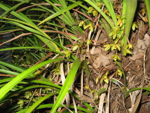 Cymbidium suave plant shape