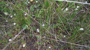 Samolus repens flowers