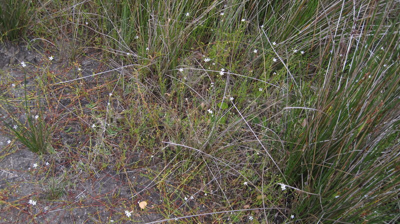 Samolus repens creeping habit