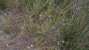 Samolus repens creeping habit