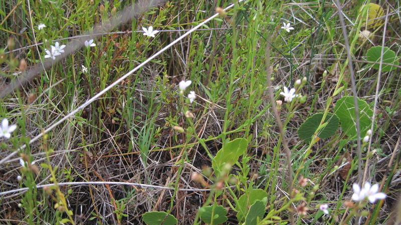 Samolus repens flowers