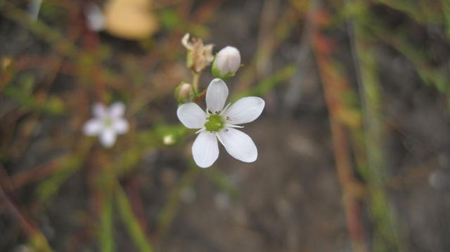 Samolus repens flower