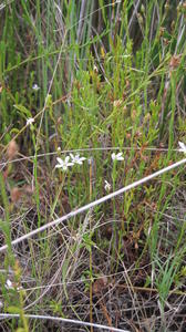 Samolus repens flowers