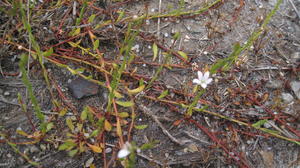 Samolus repens creeping habit