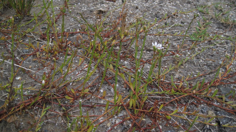 Samolus repens creeping habit