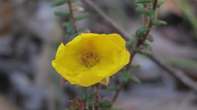 Hibbertia serpyllifolia flower