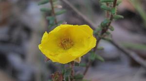 Hibbertia serpyllifolia flower