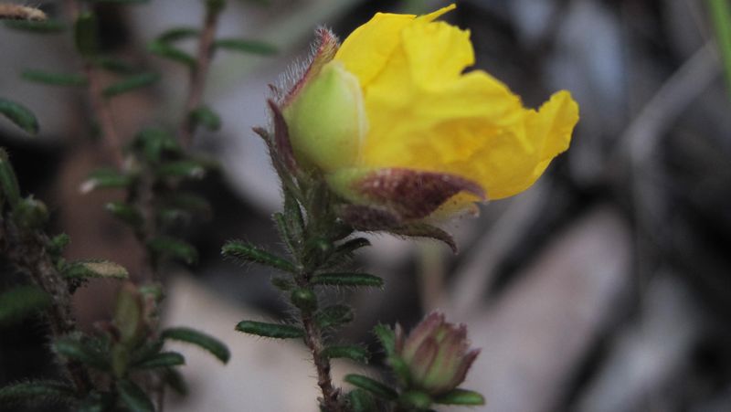 Hibbertia serpyllifolia flower and hairs