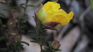 Hibbertia serpyllifolia flower and hairs