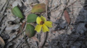 Goodenia fordiana flower