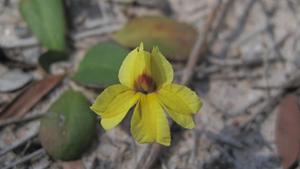 Goodenia fordiana flower