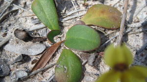 Goodenia fordiana leaves