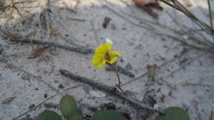 Goodenia fordiana flower