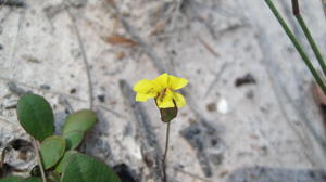 Goodenia fordiana flower