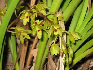 Cymbidium suave flower spike