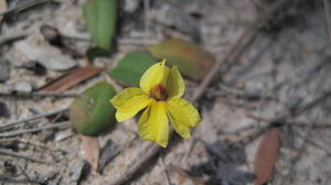 Goodenia fordiana flower