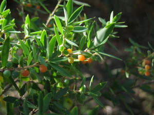 Monotoca elliptica fruit