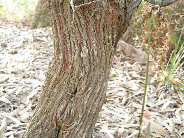 Monotoca elliptica trunk