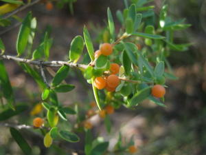 Monotoca elliptica fruit