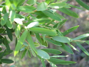 Monotoca elliptica leaves