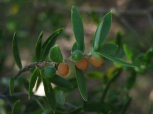Monotoca elliptica fruit