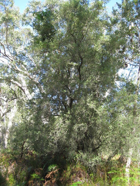 Monotoca elliptica tree in woodland