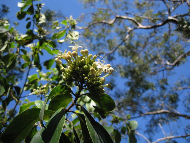 Clerodendrum tomentosa flowers