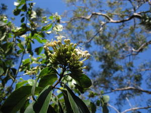 Clerodendrum tomentosa flowers