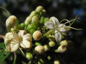 Clerodendrum tomentosa flower head