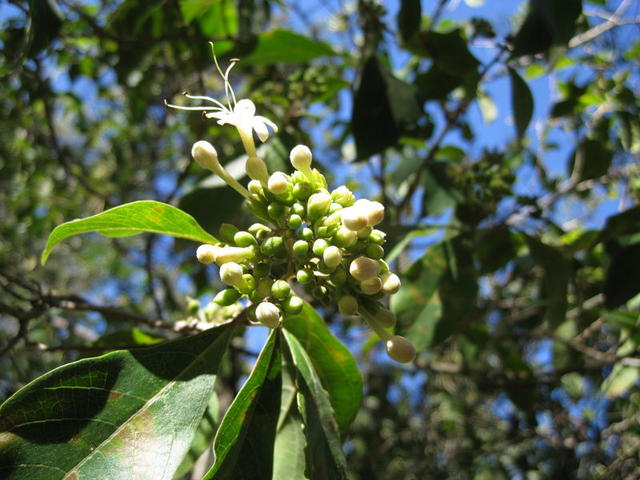 Clerodendrum tomentosa flower head