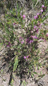 Melaleuca thymifolia plant shape