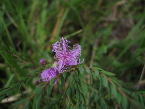 Melaleuca thymifolia flower flower