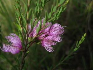 Melaleuca thymifolia flowers