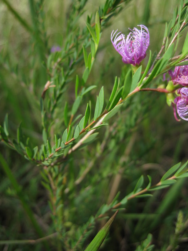 Melaleuca thymifolia leaves