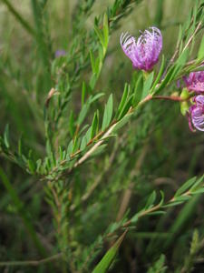 Melaleuca thymifolia leaves