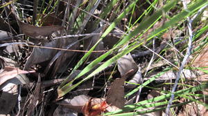 Patersonia sericea leaves