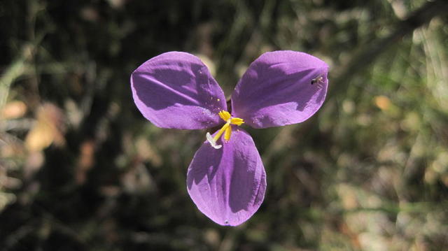 Patersonia sericea flower