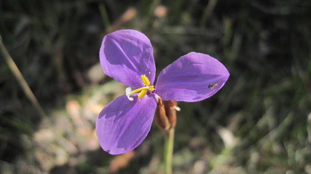 Patersonia sericea flower