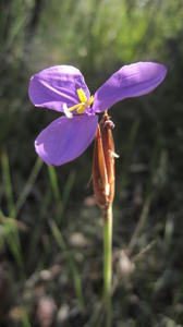 Patersonia sericea flower