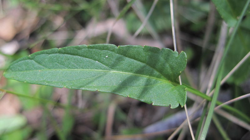 Viola betonicifolia leaf