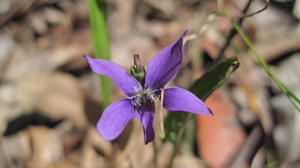 Viola betonicifolia flower