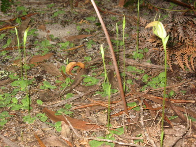 Pterostylis acuminata habit 