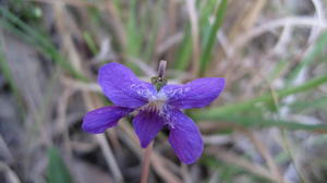 Viola betonicifolia flower