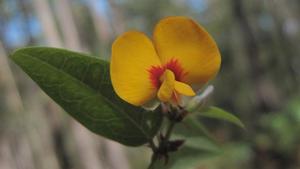 Platylobium formosum - Handsome Flat-pea